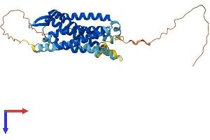 AlphaFold protein structure predicition of Human Recombinant CCR2 Protein, UniprotID P41597