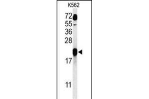 Western blot analysis of GAGE7 Antibody (C-term) (ABIN653712 and ABIN2843026) in K562 cell line lysates (35 μg/lane).
