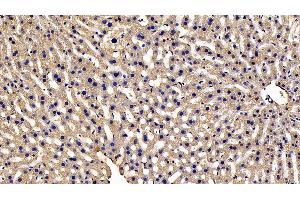 Detection of NOTCH2NL in Mouse Liver Tissue using Polyclonal Antibody to Notch2 N-Terminal Like Protein (NOTCH2NL) (NOTCH2NL anticorps  (AA 1-236))