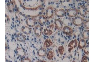 Detection of LAMb3 in Mouse Kidney Tissue using Polyclonal Antibody to Laminin Beta 3 (LAMb3) (Laminin beta 3 anticorps  (AA 367-568))