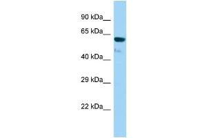 Host: Rabbit Target Name: Gtf3c5 Sample Type: Rat Stomach lysates Antibody Dilution: 1.