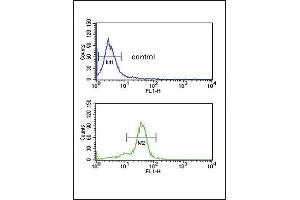 anti-Methionine Sulfoxide Reductase A (MSRA) (AA 34-63), (N-Term) antibody