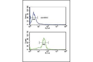 MSRA Antibody (N-term) (ABIN391489 and ABIN2841456) flow cytometric analysis of MDA-M cells (bottom histogram) compared to a negative control cell (top histogram). (MSRA anticorps  (N-Term))