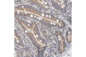 Immunohistochemical staining of human duodenum with FLJ22374 polyclonal antibody  shows moderate cytoplasmic positivity in glandular cells at 1:50-1:200 dilution. (FAM188B anticorps)