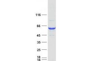 Validation with Western Blot