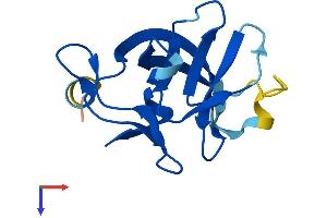 AlphaFold protein structure predicition of Mouse Recombinant Rabif Protein, UniprotID Q91X96
