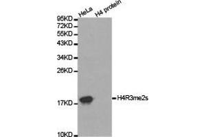 Western blot analysis of extracts of HeLa cell line and H4 protein expressed in E. (Histone 3 anticorps  (2meArg3))