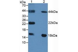 Figure. (FABP9 anticorps  (AA 1-132))