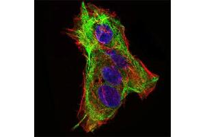 Immunofluorescence analysis of HepG2 cells using SYCP3 mouse mAb (green).