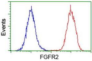 Flow cytometric Analysis of Hela cells, using anti-FGFR2 antibody (ABIN2454529), (Red), compared to a nonspecific negative control antibody, (Blue). (FGFR2 anticorps)