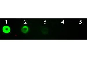 Dot Blot of Goat anti-Bovine IgG Fab2 Antibody Fluorescein Conjugated. (Chèvre anti-Boeuf (Vache) IgG (F(ab')2 Region) Anticorps (FITC) - Preadsorbed)