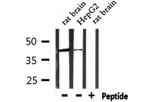 Western blot analysis of extracts from HepG2 and rat brain, using CCR3 Antibody.