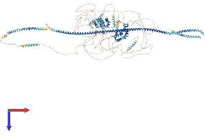 AlphaFold protein structure predicition of Mouse Recombinant Cux1 Protein, UniprotID P53564