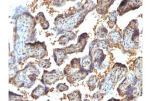 Immunohistochemical staining (Formalin-fixed paraffin-embedded sections) of human placenta with LGALS13 monoclonal antibody, clone PP13/1164 . (LGALS13 anticorps  (AA 23-134))