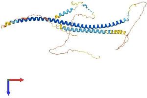 AlphaFold protein structure predicition of Mouse Recombinant Cavin1 Protein, UniprotID O54724