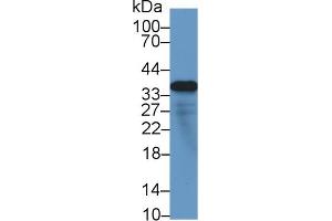 Western Blot; Sample: Human Lung lysate; ;Primary Ab: 1µg/ml Rabbit Anti-Human MFAP4 Antibody;Second Ab: 0. (MFAP4 anticorps  (AA 22-255))