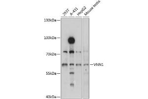 Western blot analysis of extracts of various cell lines, using VNN1 antibody (ABIN1683272, ABIN3017737, ABIN3017738 and ABIN6220225) at 1:3000 dilution.