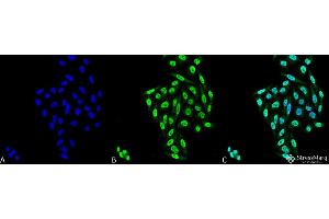 Immunocytochemistry/Immunofluorescence analysis using Mouse Anti-PP5 Monoclonal Antibody, Clone 12F7 . (PP5 anticorps  (PerCP))