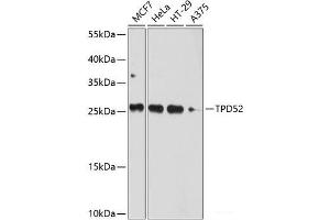Western blot analysis of extracts of various cell lines using TPD52 Polyclonal Antibody at dilution of 1:1000. (TPD52 anticorps)