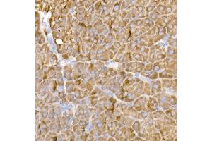 Immunohistochemistry of paraffin-embedded mouse pancreas using HDLBP Rabbit mAb (ABIN7267644) at dilution of 1:50 (40x lens). (HDLBP anticorps)