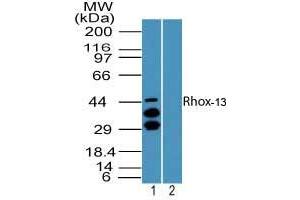 Image no. 1 for anti-Reproductive Homeobox 13 (RHOX13) (AA 1-50) antibody (ABIN960326)