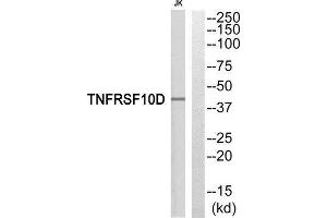 Western Blotting (WB) image for anti-Tumor Necrosis Factor Receptor Superfamily, Member 10d, Decoy with Truncated Death Domain (TNFRSF10D) (Internal Region) antibody (ABIN1852763) (DcR2 anticorps  (Internal Region))