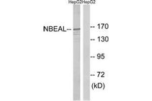 Western blot analysis of extracts from HepG2 cells, using NBEAL1 Antibody. (NBEAL1 anticorps  (AA 566-615))