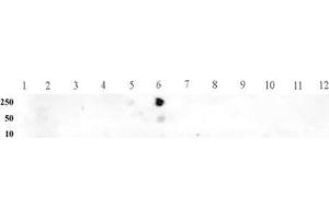 Histone H3 monomethyl Lys9 pAb tested by dot blot analysis. (Histone 3 anticorps  (H3K9me))