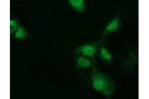 Anti-GSTT2 mouse monoclonal antibody (ABIN2453093) immunofluorescent staining of COS7 cells transiently transfected by pCMV6-ENTRY GSTT2 (RC200040). (GSTT2 anticorps)