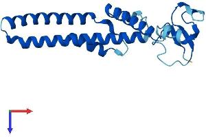 AlphaFold protein structure predicition of Human Recombinant GINS1 Protein, UniprotID Q14691