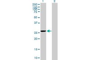 Western Blot analysis of MRPS35 expression in transfected 293T cell line by MRPS35 MaxPab polyclonal antibody. (MRPS35 anticorps  (AA 1-227))