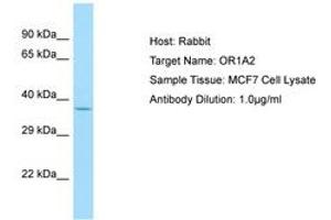 Image no. 1 for anti-Olfactory Receptor, Family 1, Subfamily A, Member 2 (OR1A2) (C-Term) antibody (ABIN6749900) (OR1A2 anticorps  (C-Term))