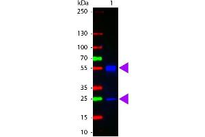 Western Blot of ATTO 425 conjugated Goat anti-Mouse IgG antibody.