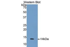 Western Blotting (WB) image for anti-Chemokine (C-C Motif) Ligand 26 (CCL26) (AA 24-94) antibody (ABIN1175485) (CCL26 anticorps  (AA 24-94))