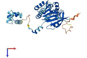 AlphaFold protein structure predicition of Mouse Recombinant Rad51c Protein, UniprotID Q924H5
