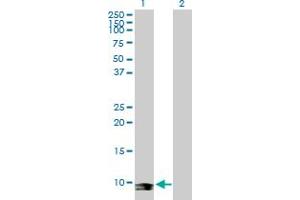 Western Blot analysis of SEPX1 expression in transfected 293T cell line by SEPX1 MaxPab polyclonal antibody.