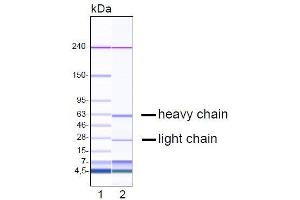 Capillary gel electrophoresis of purified ME-1C4 monoclonal antibody. (GDF15 anticorps  (N-Term))