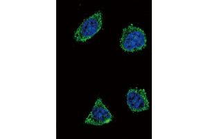 Immunofluorescence (IF) image for anti-Growth Hormone Releasing Hormone (GHRH) antibody (ABIN3003474) (GHRH anticorps)