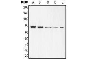 Western blot analysis of c-Rel expression in K562 (A), Raw264. (c-Rel anticorps  (C-Term))