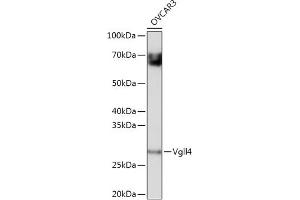Western blot analysis of extracts of OVC cells, using Vgll4 antibody (ABIN7271320) at 1:1000 dilution. (VGLL4 anticorps)