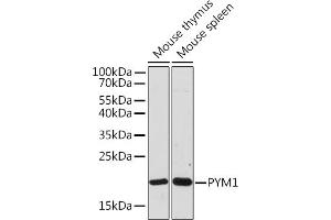Western blot analysis of extracts of various cell lines, using PYM1 Rabbit pAb (ABIN7269181) at 1:1000 dilution. (PYM anticorps)