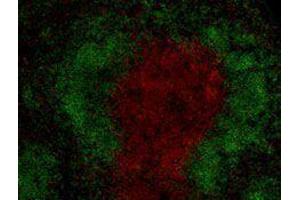 Immunofluorescence (IF) image for anti-CD3 (CD3) antibody (Alexa Fluor 594) (ABIN2656824) (CD3 anticorps  (Alexa Fluor 594))