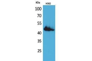 Western Blotting (WB) image for anti-CD177 Molecule (CD177) (Internal Region) antibody (ABIN3187805) (CD177 anticorps  (Internal Region))