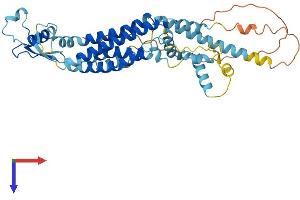 AlphaFold protein structure predicition of Human Recombinant PANX1 Protein, UniprotID Q96RD7