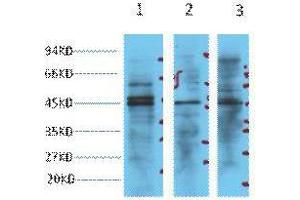 Western Blot (WB) analysis of 1) HeLa, 2) Jurkat, 3) 293T cell lysates, diluted at 1:3000.