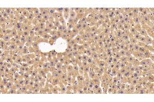 Detection of NNMT in Mouse Liver Tissue using Polyclonal Antibody to Nicotinamide-N-Methyltransferase (NNMT)