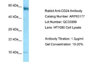 Western Blotting (WB) image for anti-CD24 Molecule (CD24) (N-Term) antibody (ABIN2789401) (CD24 anticorps  (N-Term))