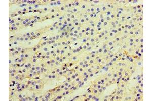 Immunohistochemistry of paraffin-embedded human adrenal gland tissue using ABIN7157764 at dilution of 1:100