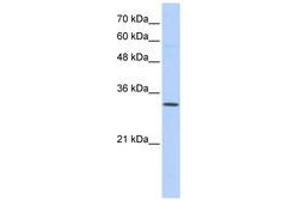 Image no. 1 for anti-Sideroflexin 1 (SFXN1) (N-Term) antibody (ABIN6741065) (SFXN1 anticorps  (N-Term))