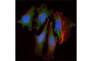 Immunofluorescence analysis of Hela cells using CLOCK antibody (green). (CLOCK anticorps)